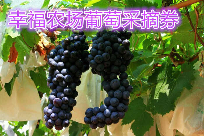 仅需39.80元享受原价60元的【洛阳】幸福农场葡萄采摘券一张， 免费品尝园区葡萄，古法种植让你感受儿时的味道！